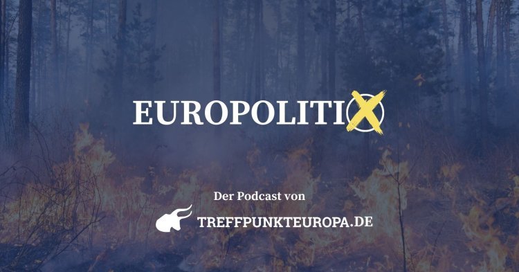 Unsere Wälder in Gefahr: Wie retten wir den Wald vor Dürre, Feuer & Abholzung?