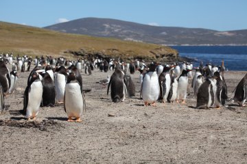 Die abgelegensten Orte der EU: Falklandinseln