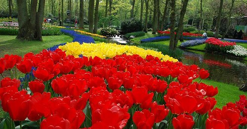 Tulipani gialli ed altri fiori dal mondo (IV)
