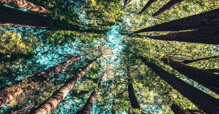 Le Courrier d'Europe : Le pari écologique de l'Union européenne pour 2030 