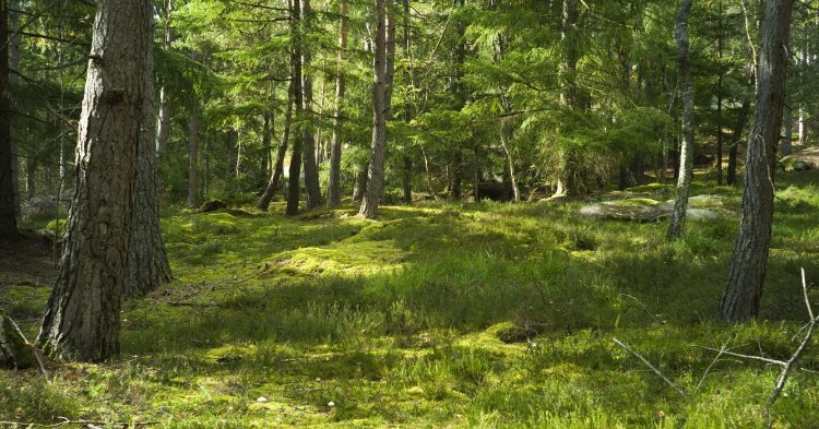 La construction du réseau Natura 2000 à l'épreuve du terrain
