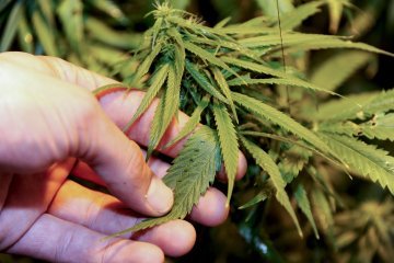 EU-Drogenpolitik : Wann kommt das Ende der Cannabisprohibition ?