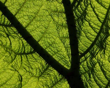 Greenpeace de la finance 