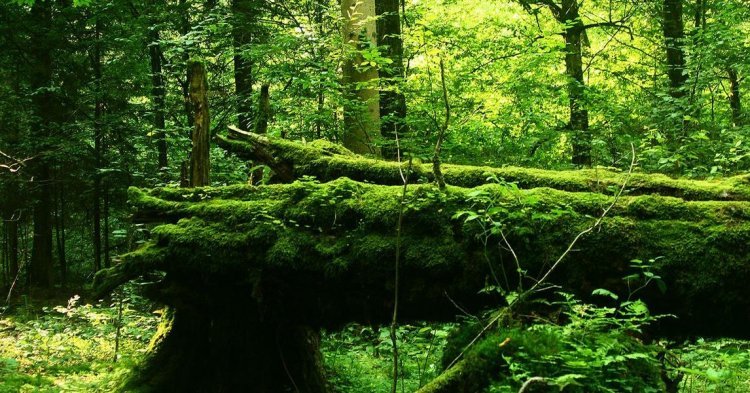 En Europe, la protection des défenseurs des forêts en question