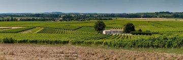 Climat : In Vino Veritas ?