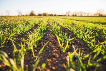 The way forward for the European greens