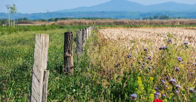 EU - Biodiversitätsschutz: „Die Rhetorik stimmt nicht mit der aktuellen Praxis überein.”