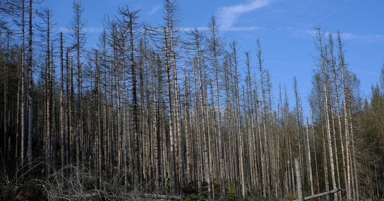 Was kommt nach dem Waldsterben?