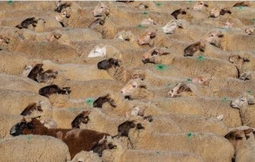 Les députés européens se sensibilisent sur le bien-être animal