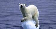 COP16 : Pour combattre le changement climatique à Cancun, la politique des petits pas ne suffit pas !