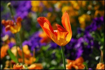 Tulipani gialli ed altri fiori dal mondo (III)