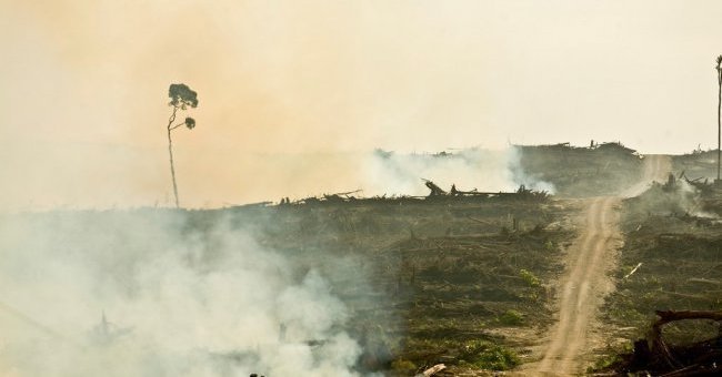 Palm oil: a decisive vote of the European Parliament