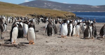 The most remote places of the EU: Falkland Islands