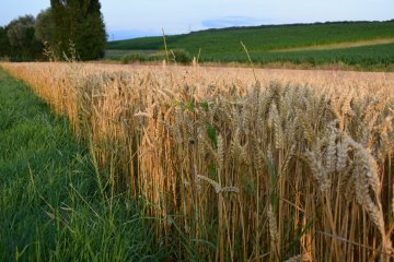 Le bio va-t-il rester bio ?