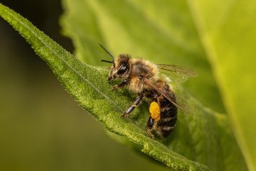 L'initiative « sauvons les abeilles et les agriculteurs »