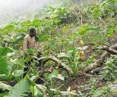 Echec à l'OMC : décidément, une autre agriculture semble impossible !