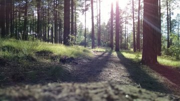 Ecosia, un moteur de recherche éco-responsable